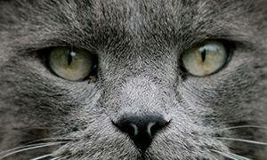 L’arthrose chez les chats âgés